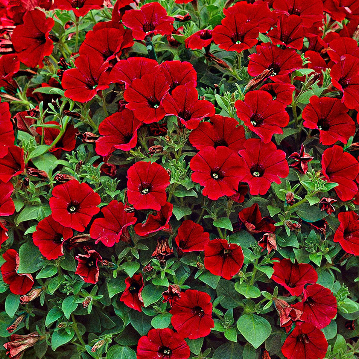 Petunia et Calibrachoa - 3 Pétunias retombants rouges - Petunia