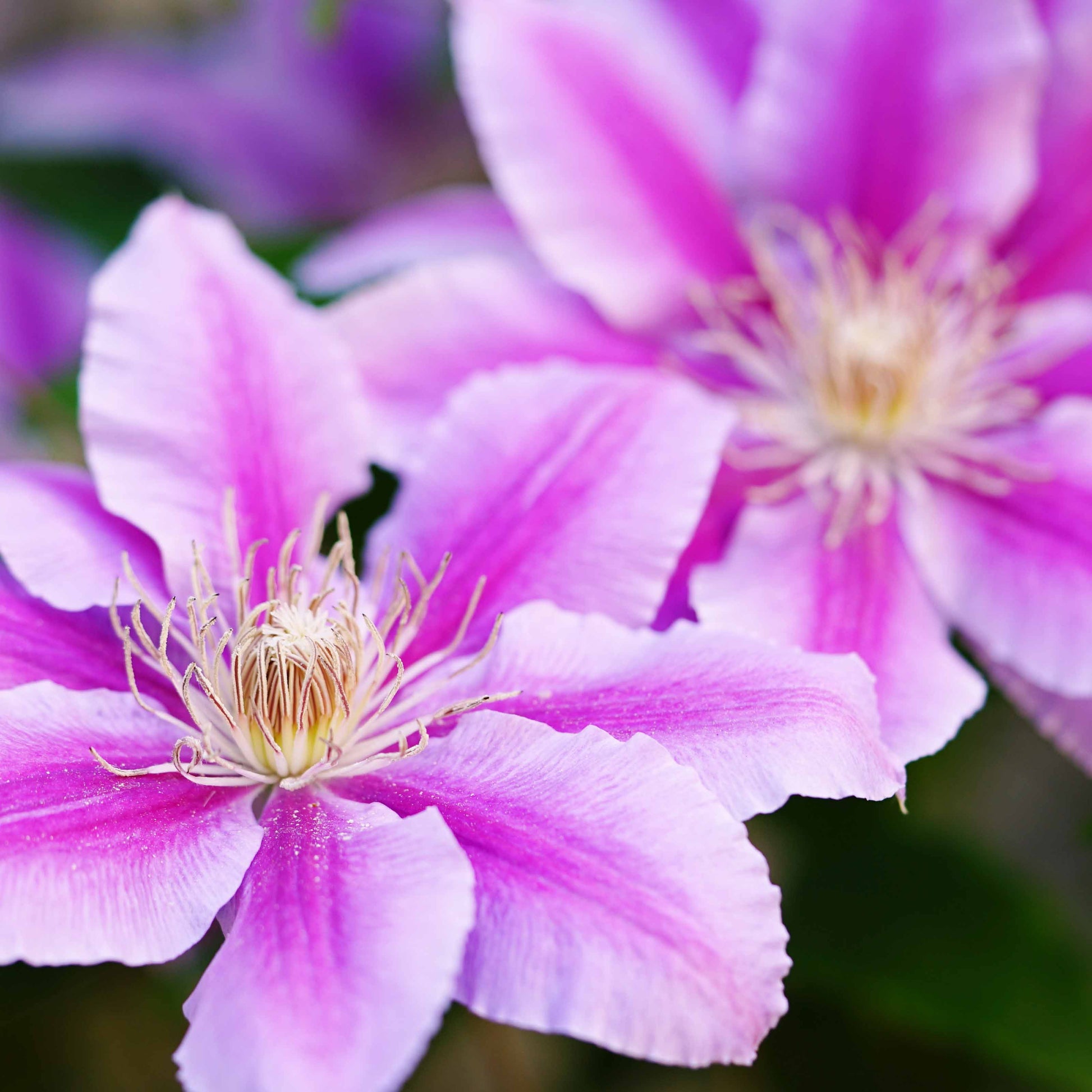 Bakker - Clématite 'Piilu' - Clematis patens Piilu