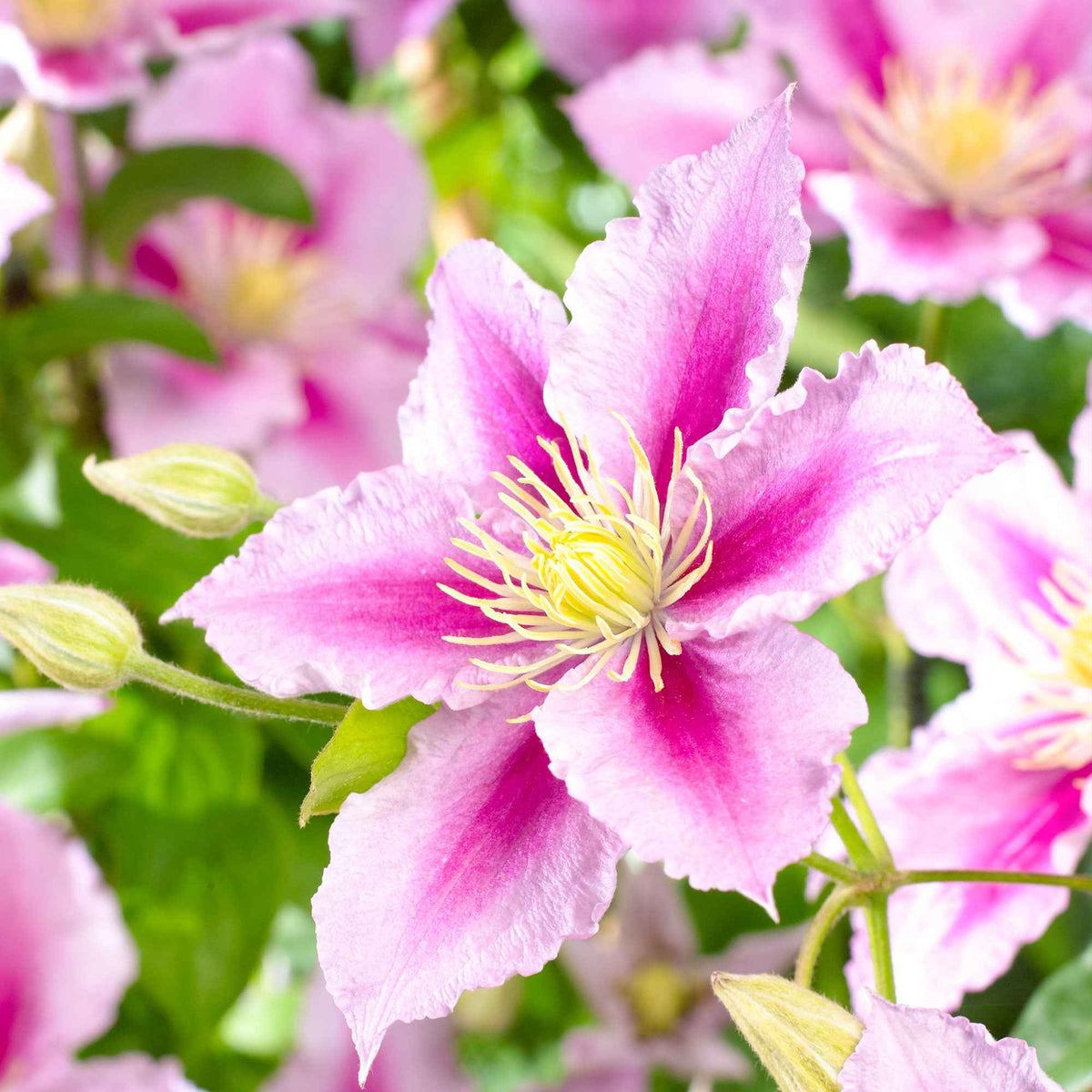 Clématite 'Piilu' - Clematis patens Piilu - Bakker