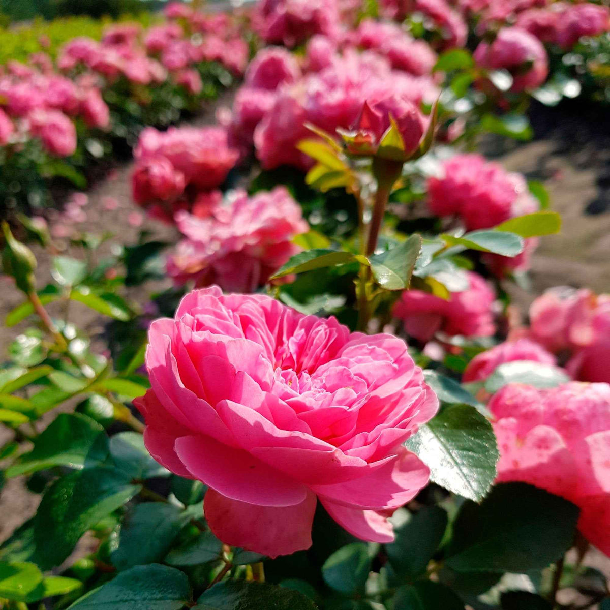 Vente Rosier à fleurs groupées 'Leonard de Vinci' - Rosa floribunda Leonardo Da Vinci ® Meideauri