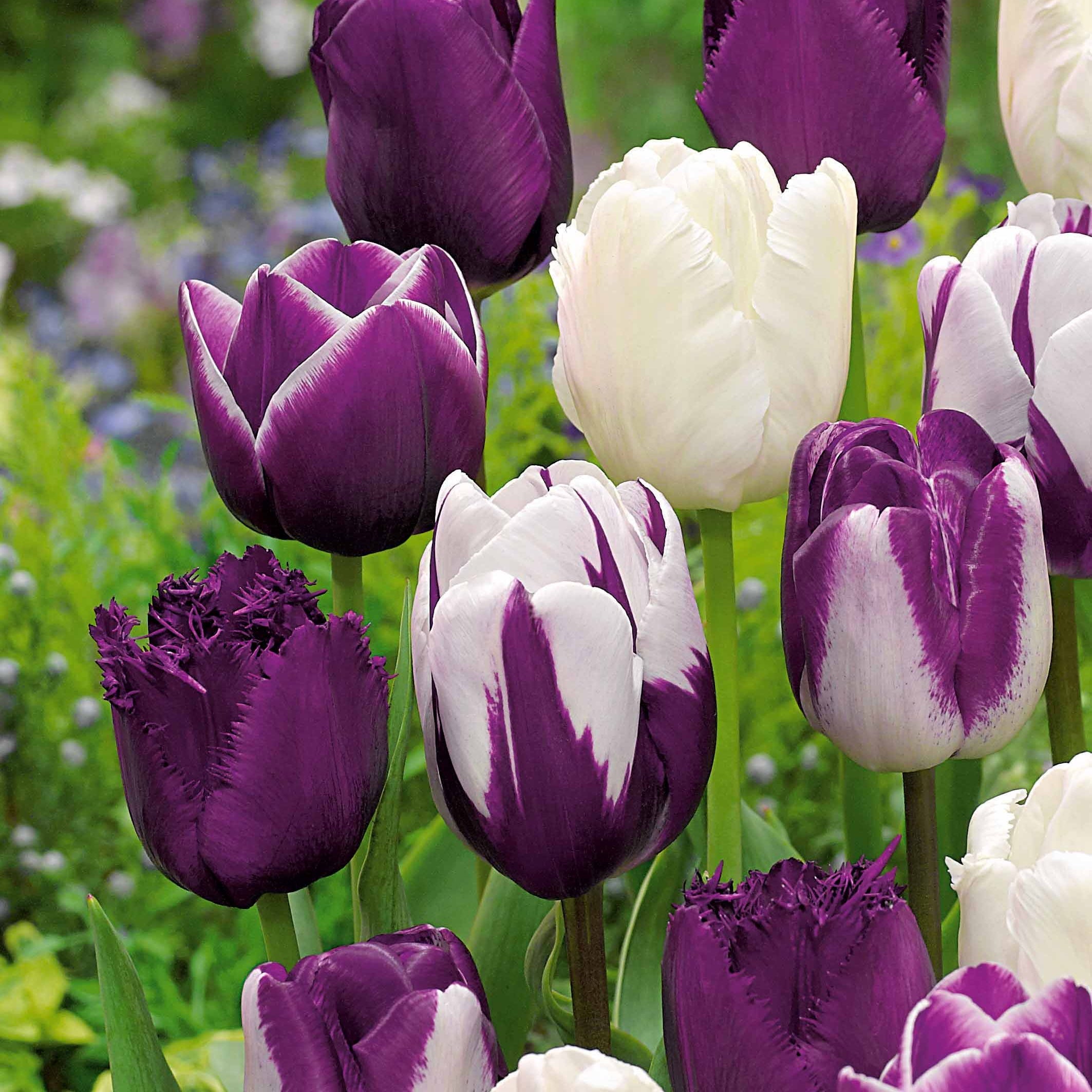 20 Bulbes De Tulipe 'Purple Explosion' - Gros Calibre, Vivaces - À Planter En Automne Pour Floraison Printemps - Origine Pays-Bas - 10