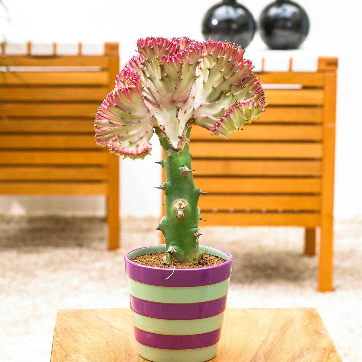 Cactus et plante grasse - Euphorbe Euphorbia 'Cristata' - Euphorbia lactea Cristata