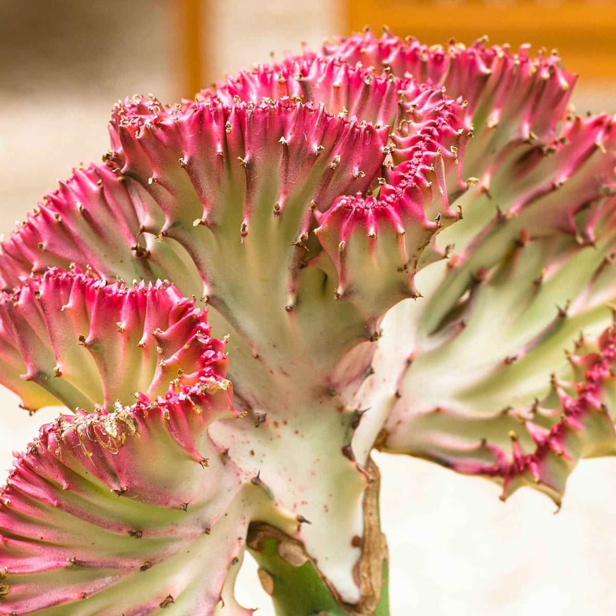 Vente Euphorbe Euphorbia 'Cristata' - Euphorbia lactea Cristata