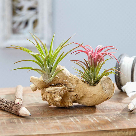 Tillandsias sur bois - Bakker