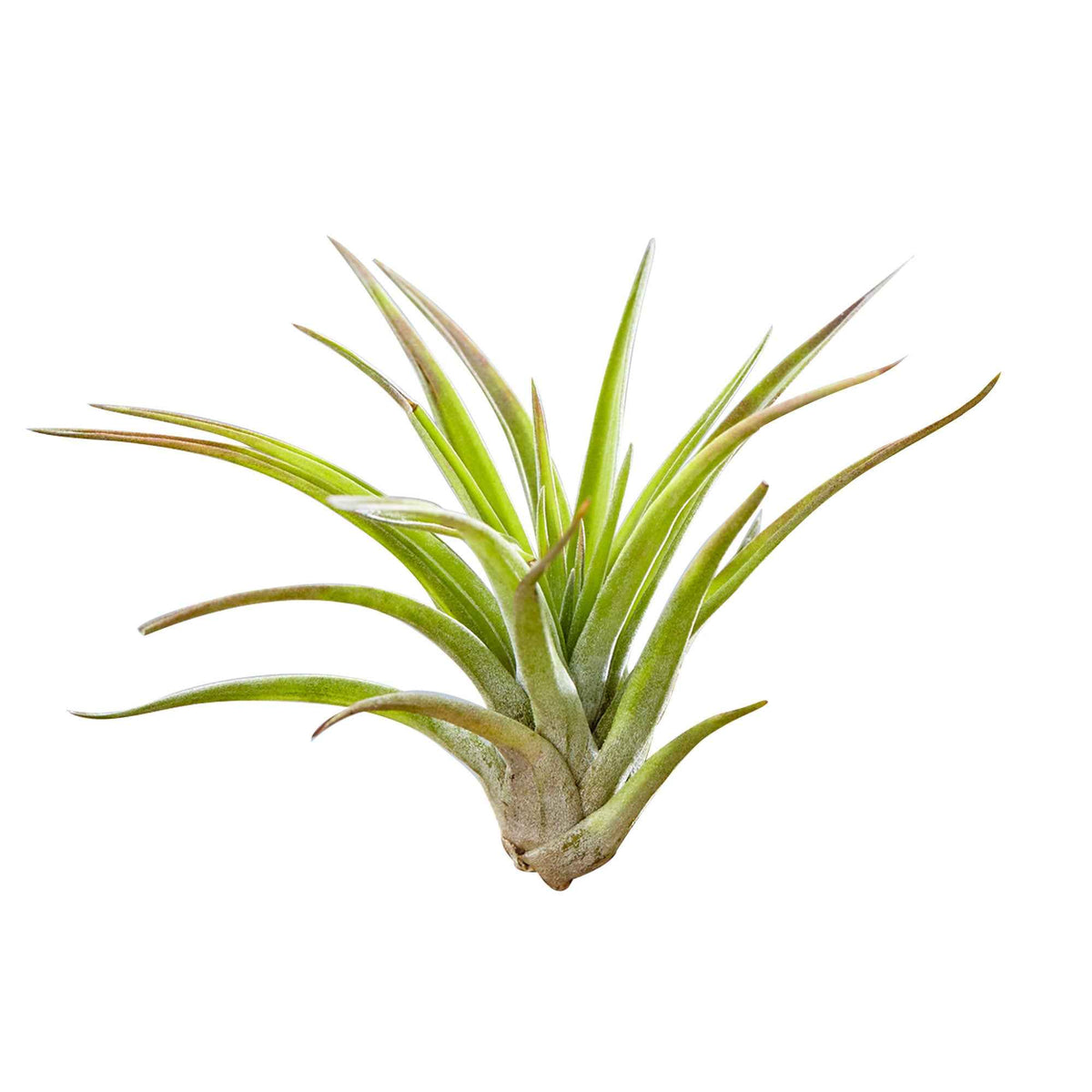 Tillandsias sur bois - Tillandsia - Bakker