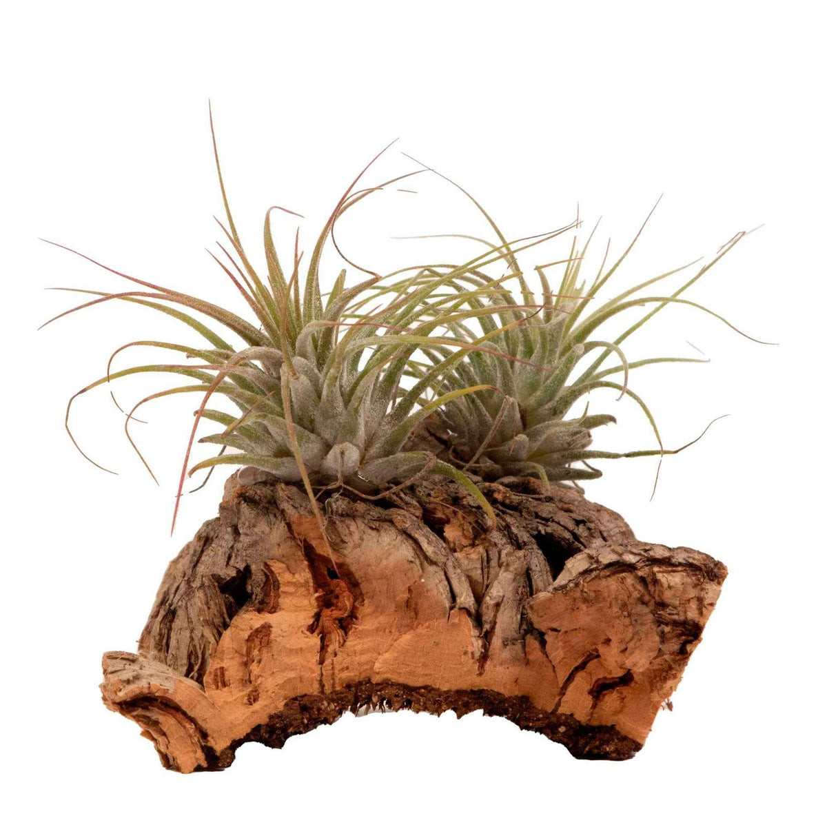 Plantes aériennes - Tillandsia - Tillandsias sur bois - Tillandsia