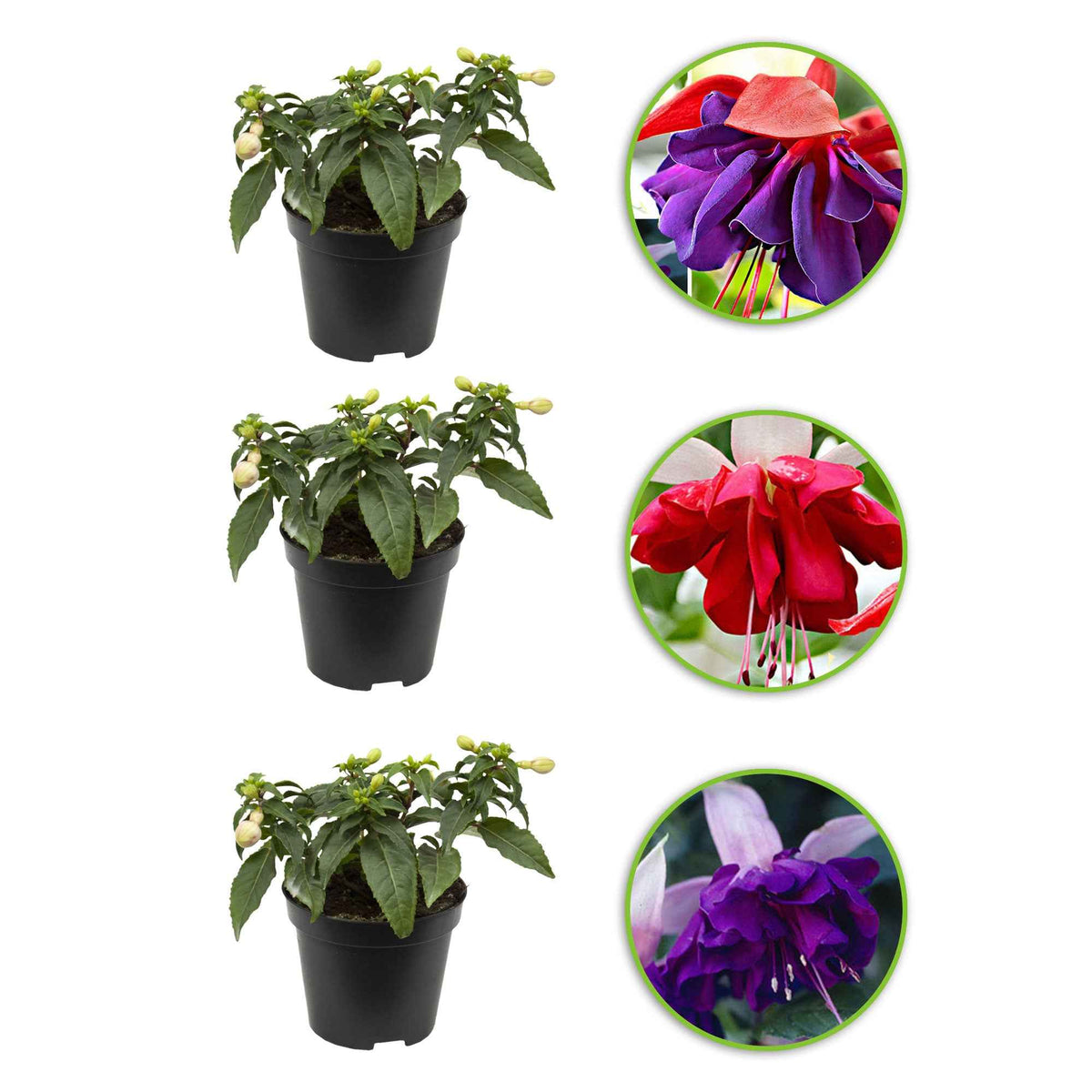 3 Fuchsias en mélange (Seventh Heaven, Voodoo, Royal Mosaic) - Fuchsia Royal Mosaic, Voodoo, Seventh Heaven - Bakker