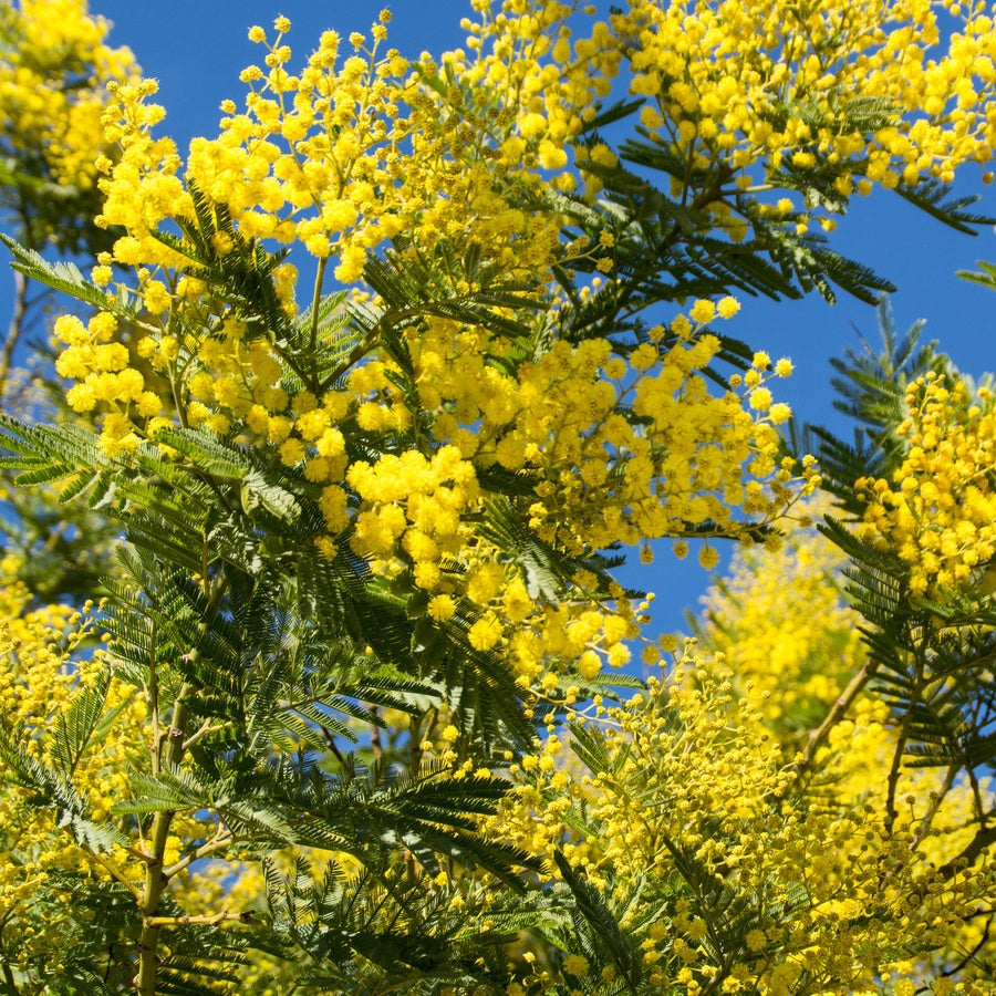 Mimosa d'hiver - Plantes de terrasses et balcons pour pot et balconière - Bakker