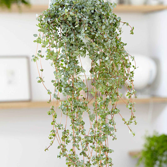 Plante à monnaie chinoise Pilea glaucophylla avec pot suspendu en plastique - Plante suspendue - Bakker