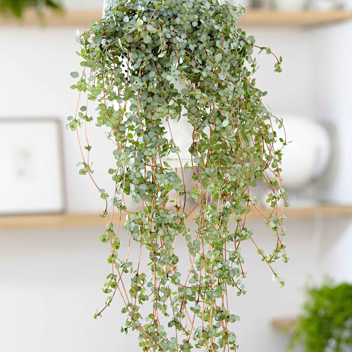 Plante à monnaie chinoise Pilea glaucophylla avec pot suspendu en plastique  - Plante suspendue - Bakker