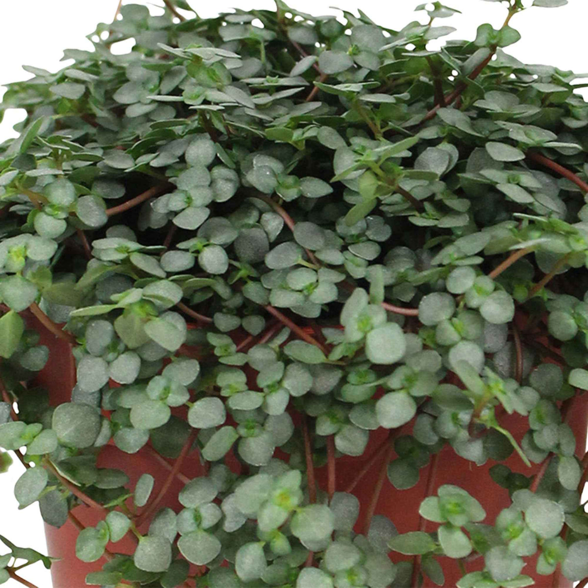 Plante à monnaie chinoise Pilea glaucophylla avec pot suspendu en plastique  - Plante suspendue - Pilea glaucophylla - Bakker