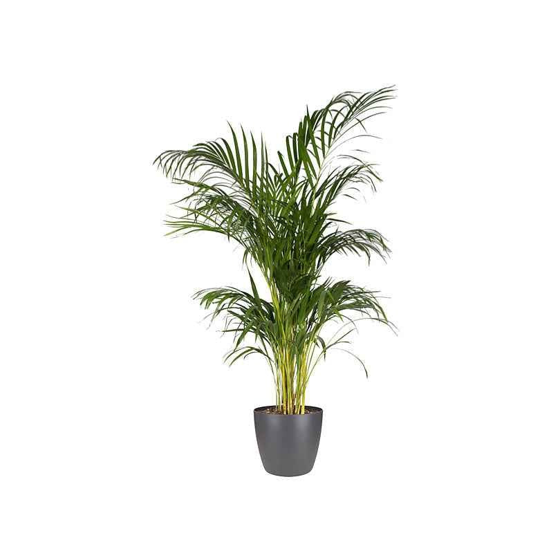 Vente Elho Pot Brussels rond anthracite - 
