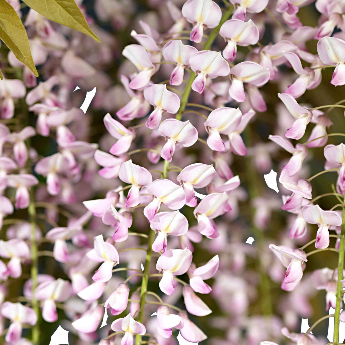 Glycine rose - Wisteria sinensis Rosea - Bakker