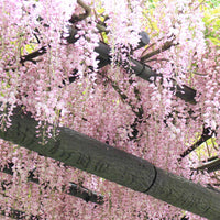 Wisteria sinensis Rosea - Glycine rose - Glycine