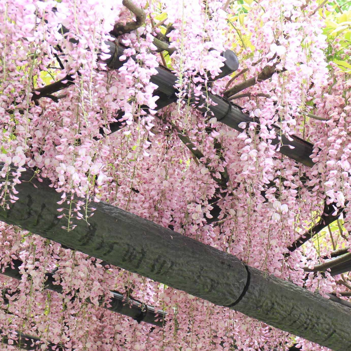 Wisteria sinensis Rosea - Glycine rose - Glycine