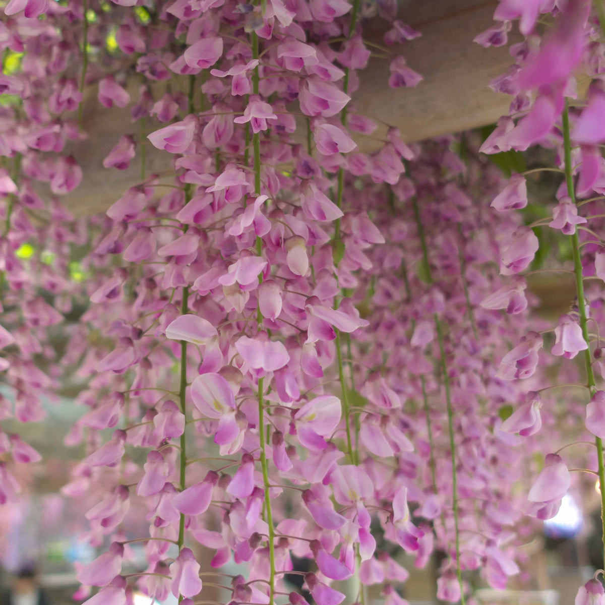 Vente Glycine rose - Wisteria sinensis Rosea