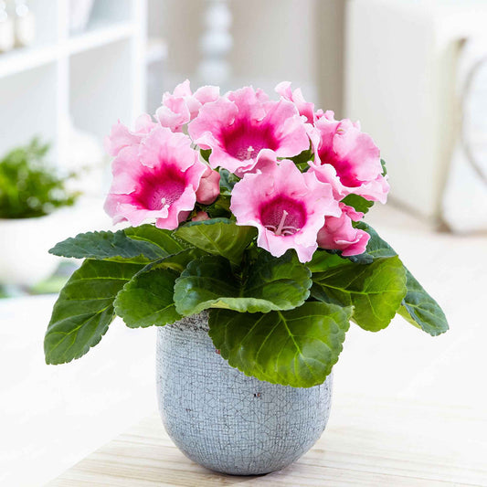 Gloxinia des fleuristes rose - Bakker