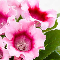 Sinningia speciosa Rose - Petites plantes d'intérieur