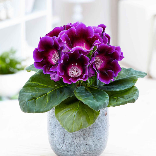 Sinningia speciosa Violet - Petites plantes d'intérieur