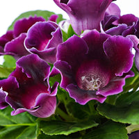 Sinningia speciosa Violet - Plantes d'intérieur