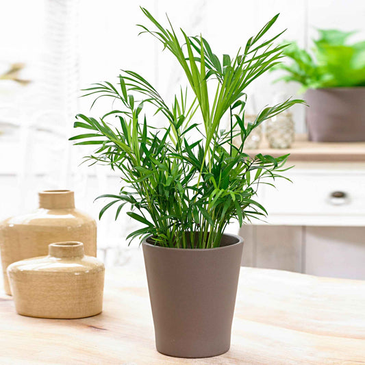 Palmier des montagnes - Bakker