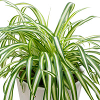 Chlorophytum 'Atlantic' - Petites plantes d'intérieur
