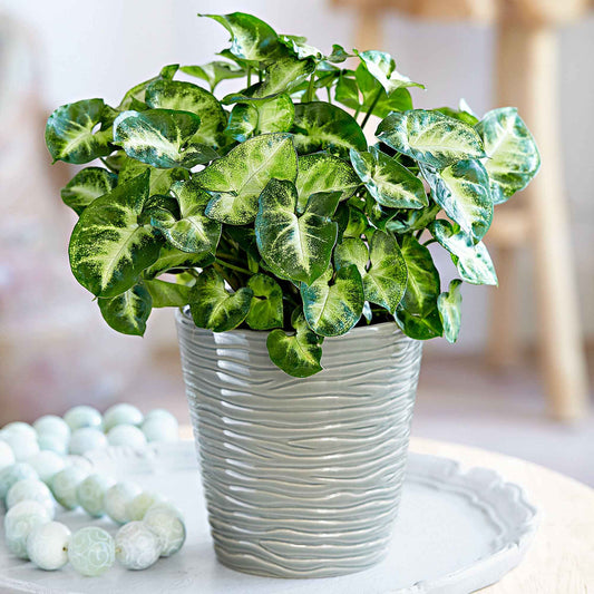 Syngonium 'Pixie' - Bakker