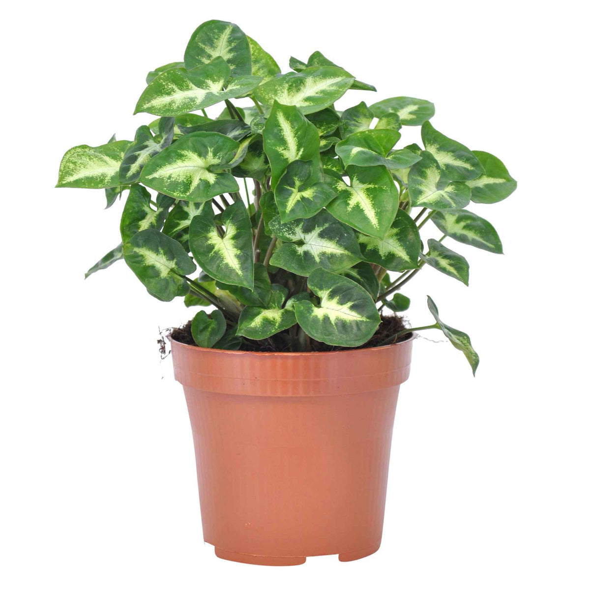 Syngonium pixie - Syngonium 'Pixie' - Syngonium