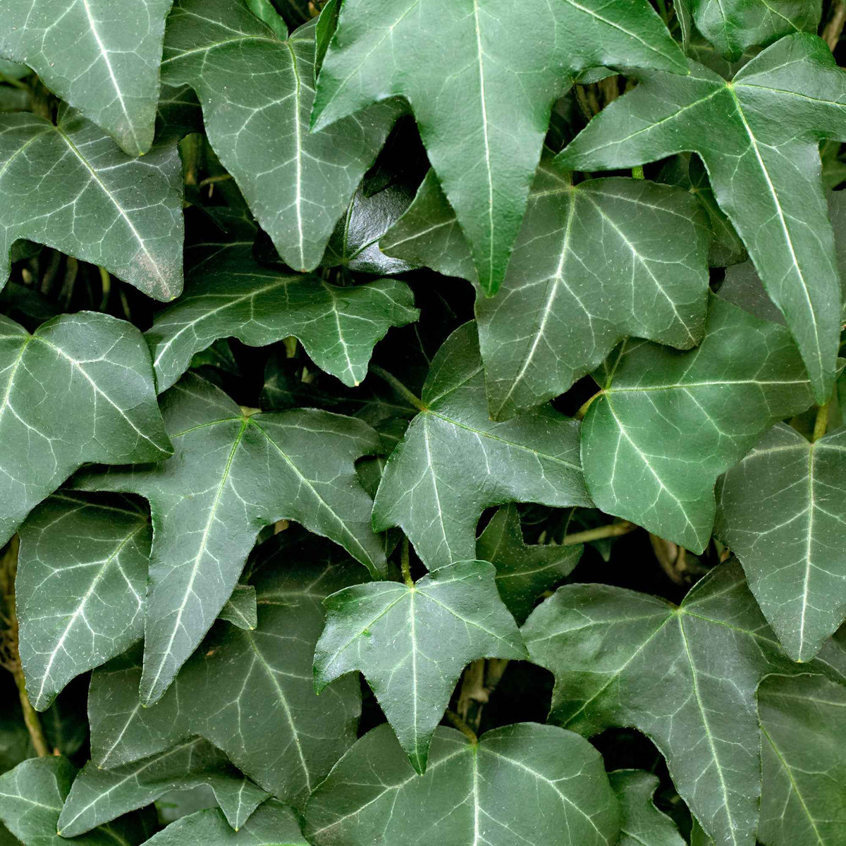 Hedera helix - Lierre grimpant - Lierre commun - Lierre grimpant - Hedera