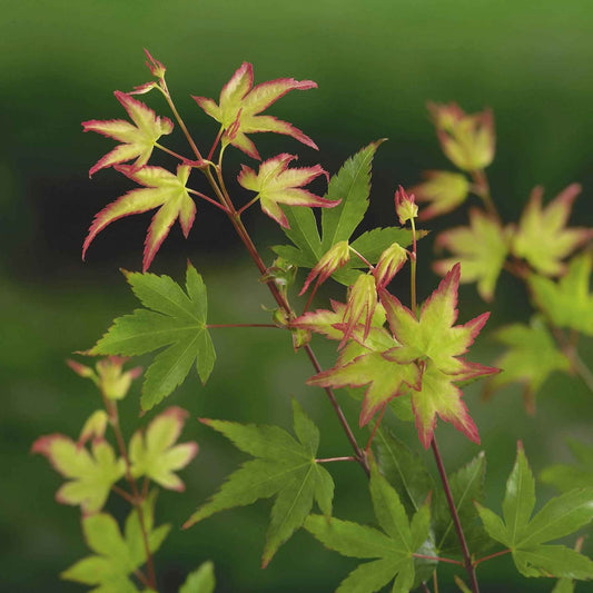 Érable du Japon 'Little Princess' - Arbustes - Acer palmatum 'Little Princess'