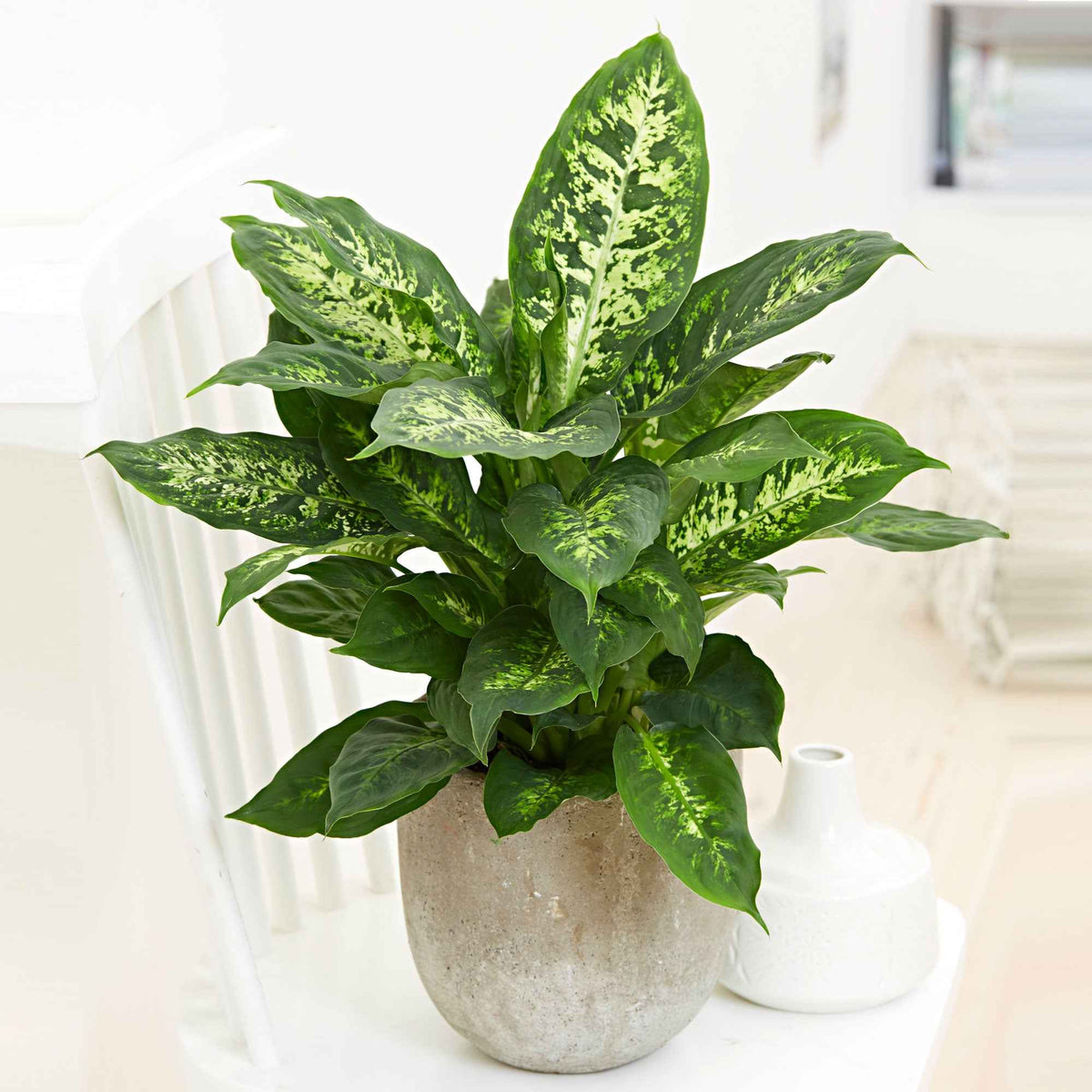 Dieffenbachia 'Compacta' - Dieffenbachia compacta - Bakker