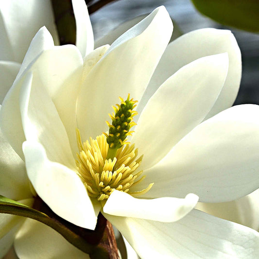 Magnolia 'Fairy White' - Arbustes