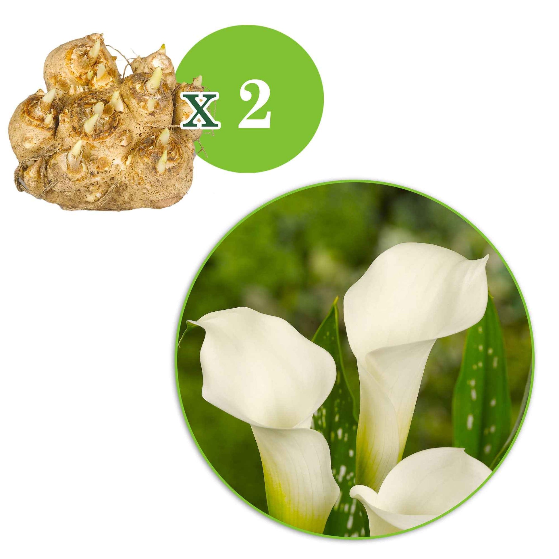 Arum à taches blanches - 1x sac (2 bulbes) - Arums - undefined