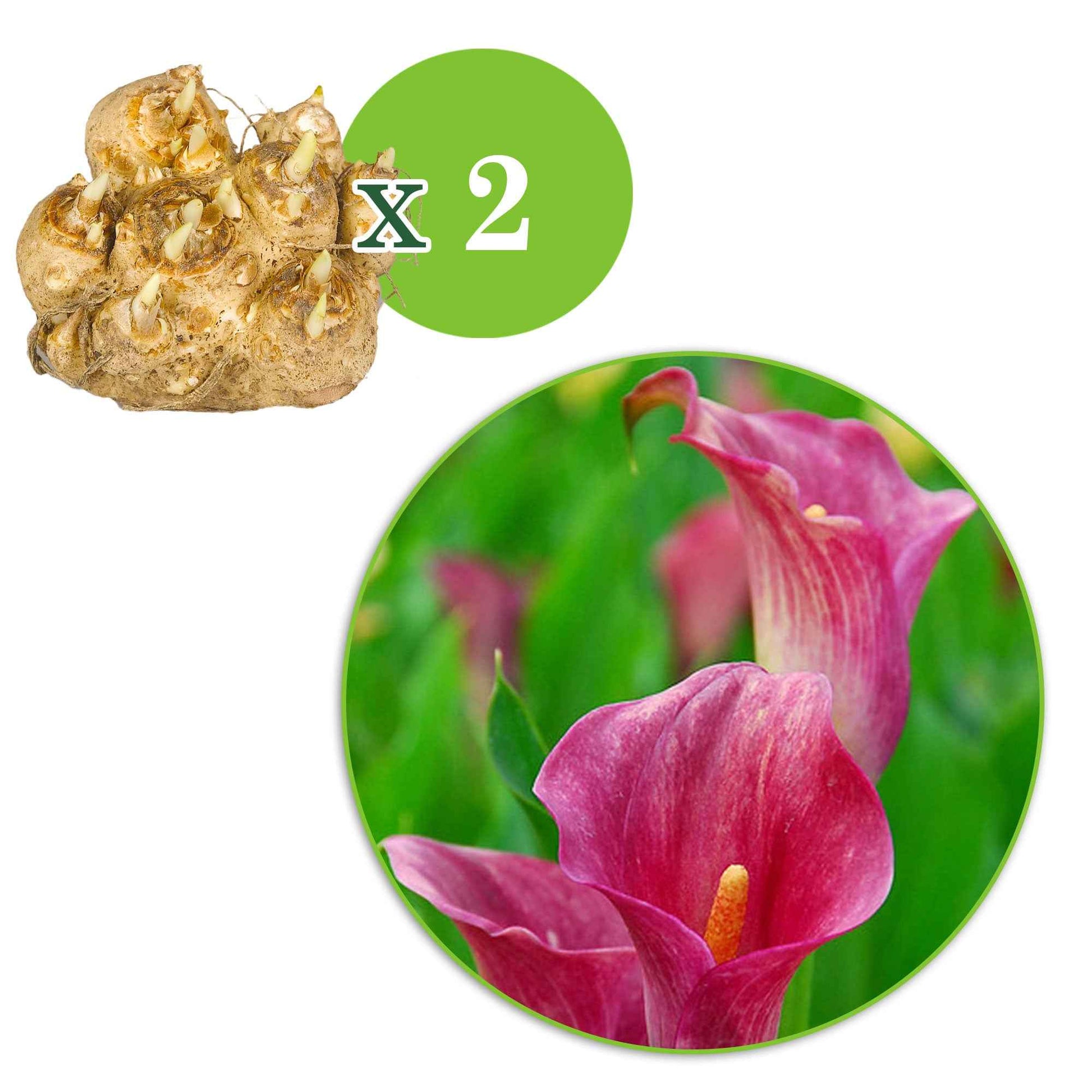 Arum rose - 1x sac (2 bulbes) - Arums - undefined