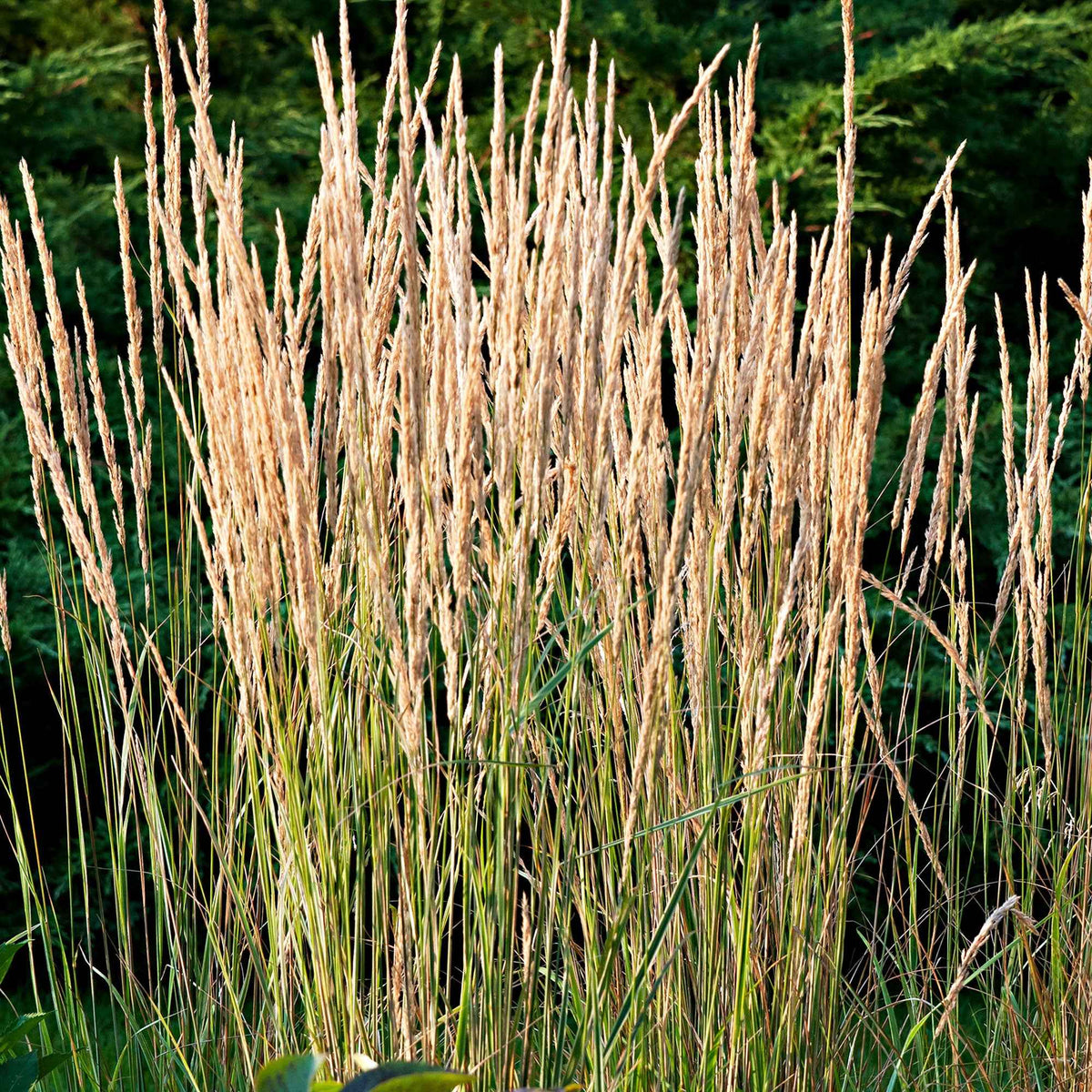Calamagrostide panachée 'Overdam' - Calamagrostis acutiflora overdam - Bakker