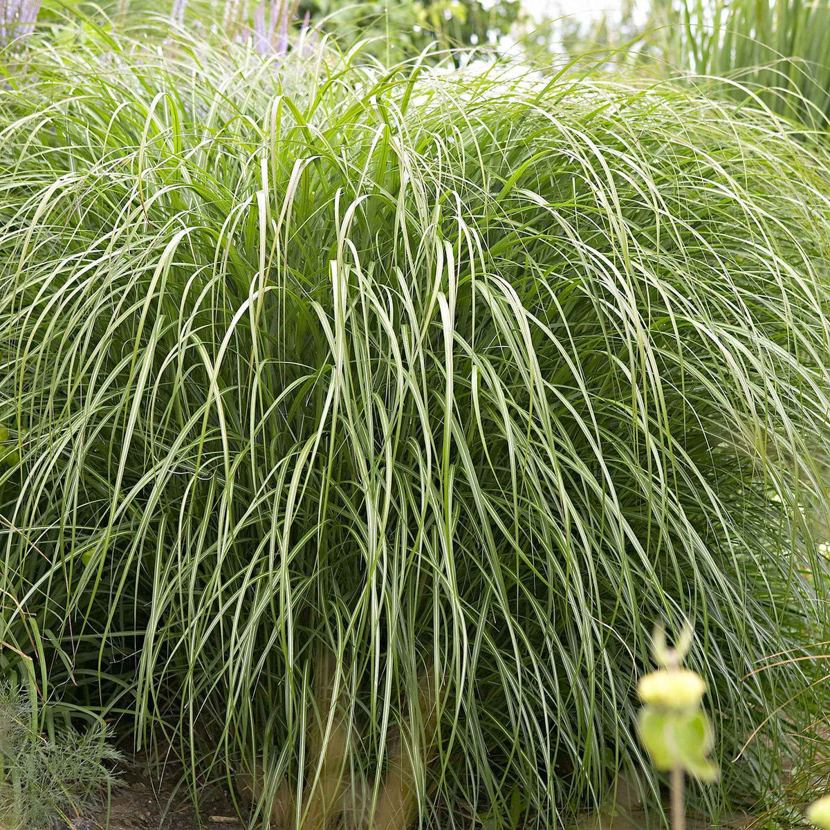 Miscanthus sinensis 'Yaku-Jima' - Miscanthus sinensis Yaku Jima - Bakker