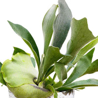 Fougère Corne de Cerf Platycerium bifurcatum  - Plante suspendue - Plantes d'intérieur