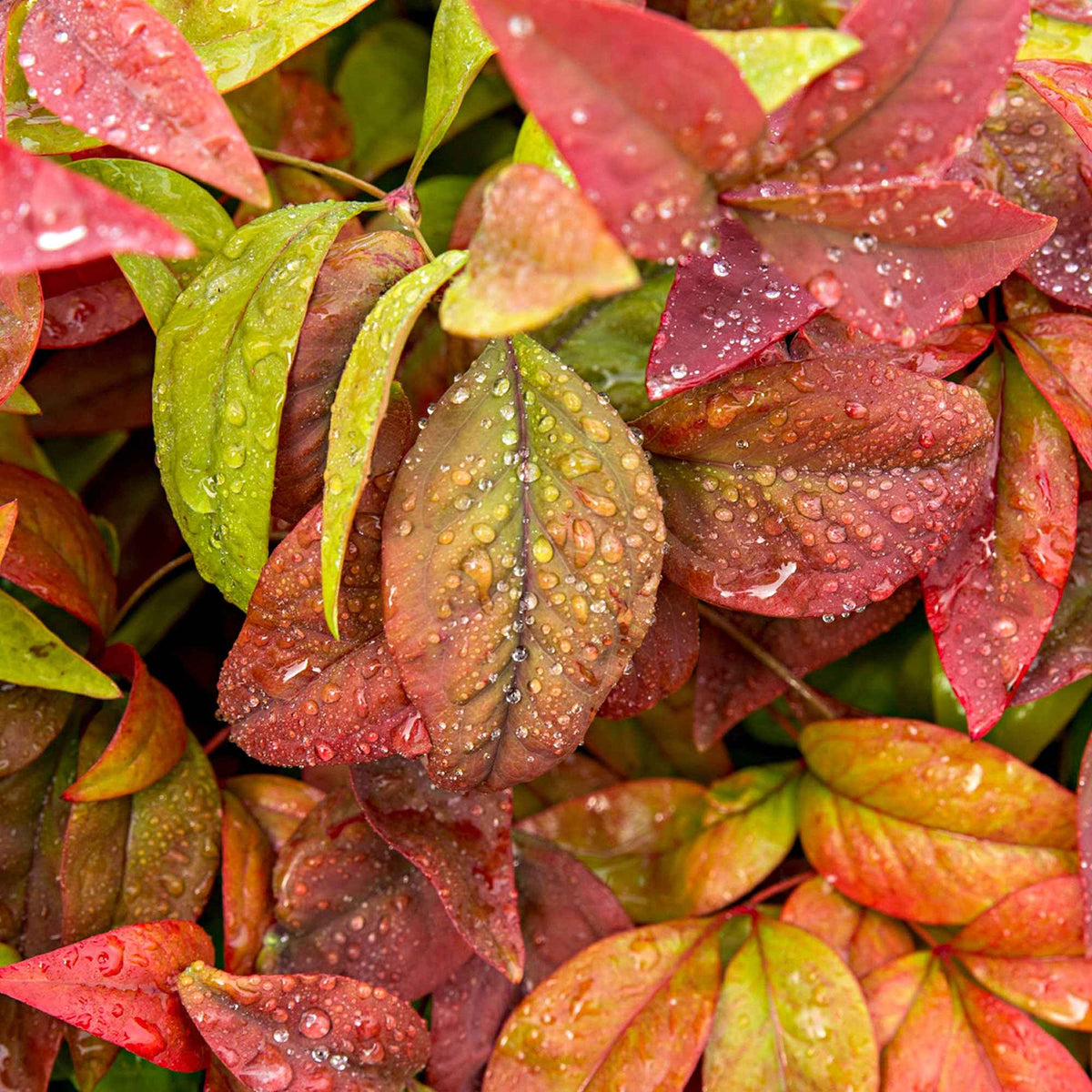 Bambou sacré 'Blush Pink' - Nandina domestica Aka Blush Pink - Bakker