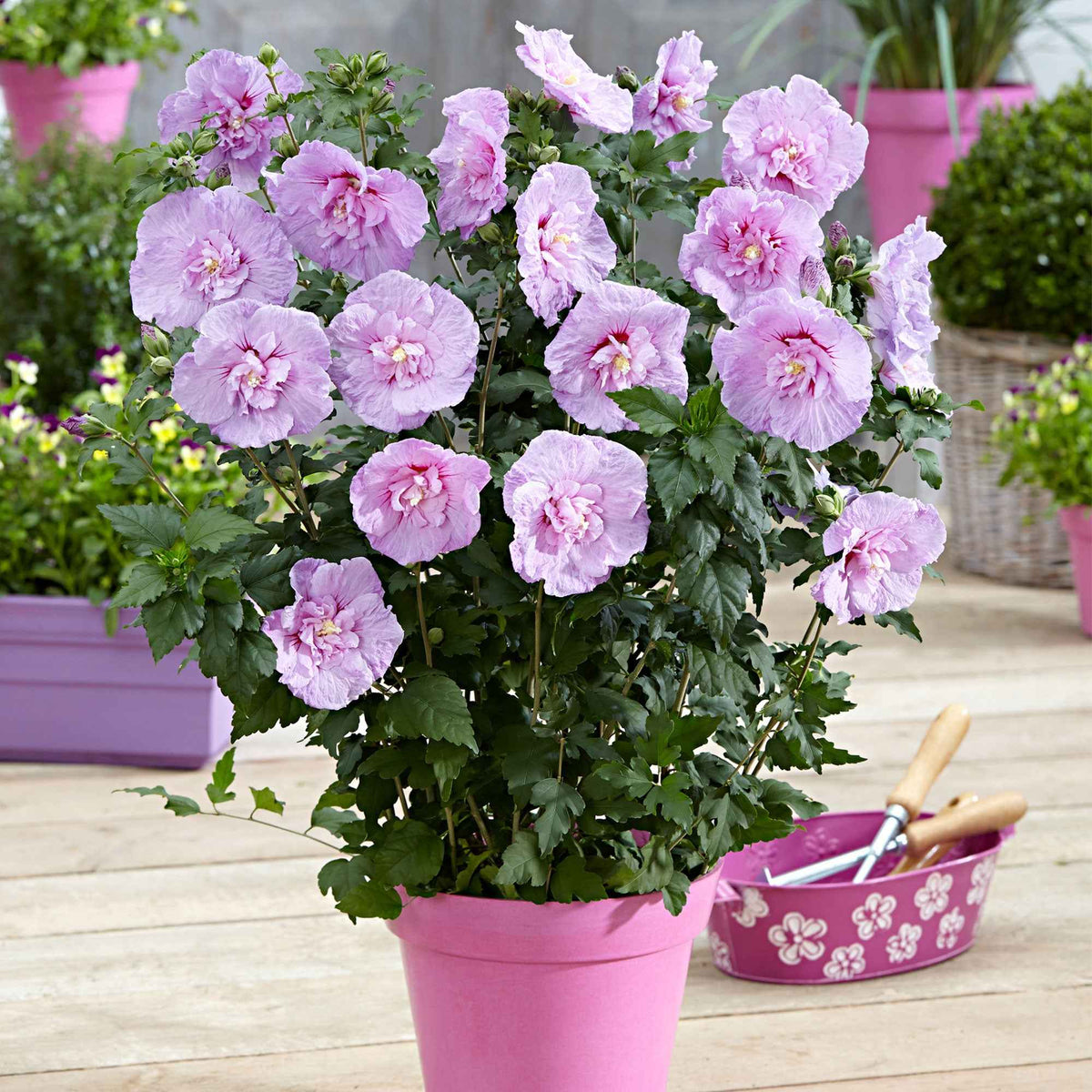Hibiscus de Syrie 'Lavender Chiffon' - Bakker