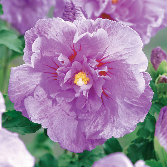 Bakker - Hibiscus de Syrie 'Lavender Chiffon' - Hibiscus syriacus lavender chiffon - Arbustes et vivaces