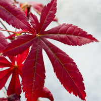 Vente Érable du Japon pourpre - Acer palmatum Atropurpureum