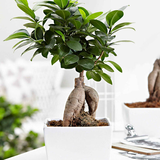 Ficus 'Ginseng' - Bonsaï