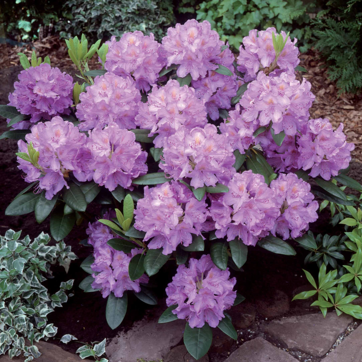 Rhododendron - Rhododendron 'Catawbiense Grandiflorum' - Rhododendron catawbiense grandiflorum