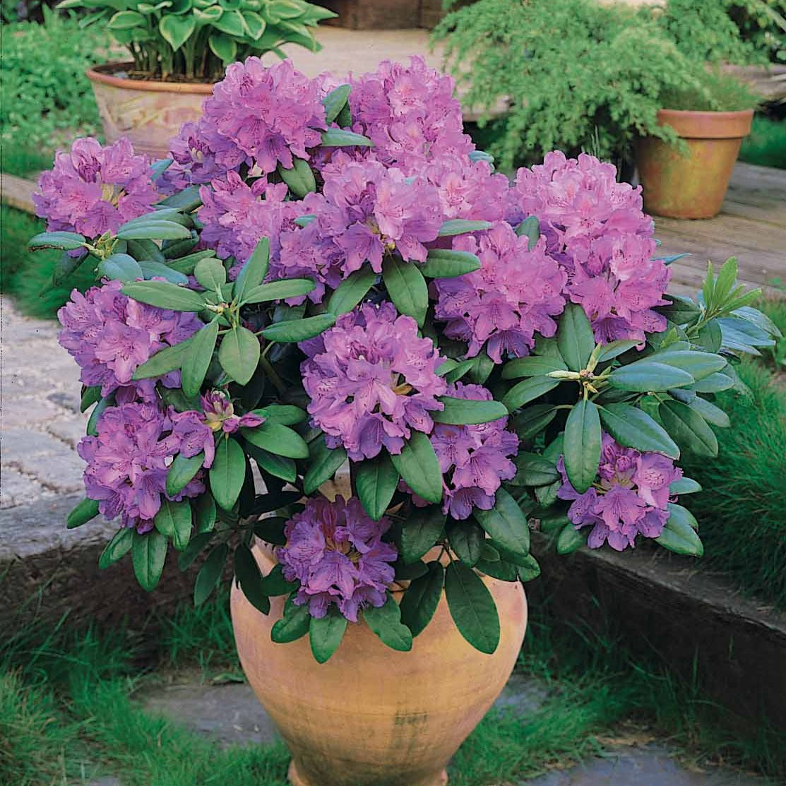 Rhododendron 'Catawbiense Grandiflorum' - Rhododendron catawbiense grandiflorum - Bakker