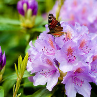 Bakker - Rhododendron 'Catawbiense Grandiflorum' - Rhododendron catawbiense grandiflorum - Arbustes