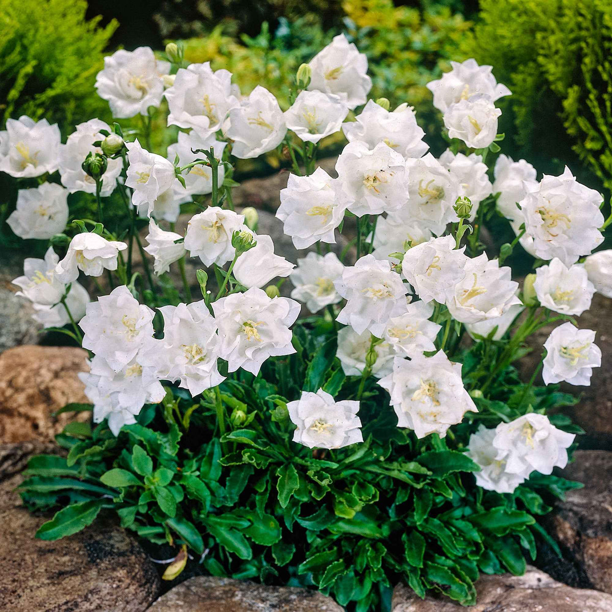 Campanule des Carpates Alba - Campanula carpatica alba - Bakker