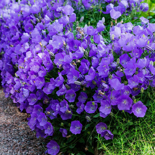 Campanule des Carpates - Bakker