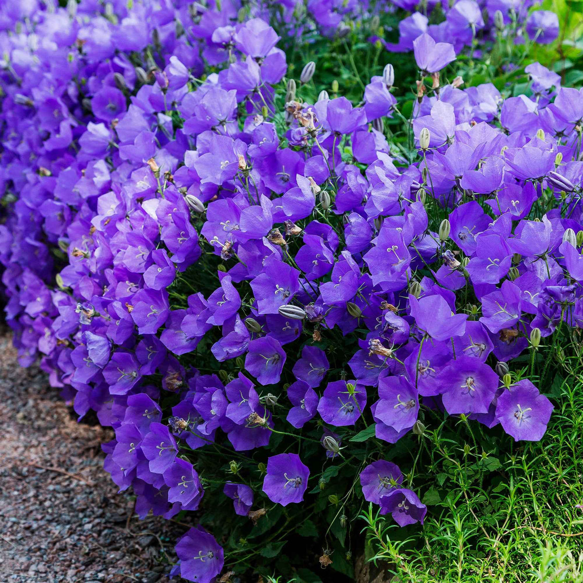 Campanule des Carpates - Bakker