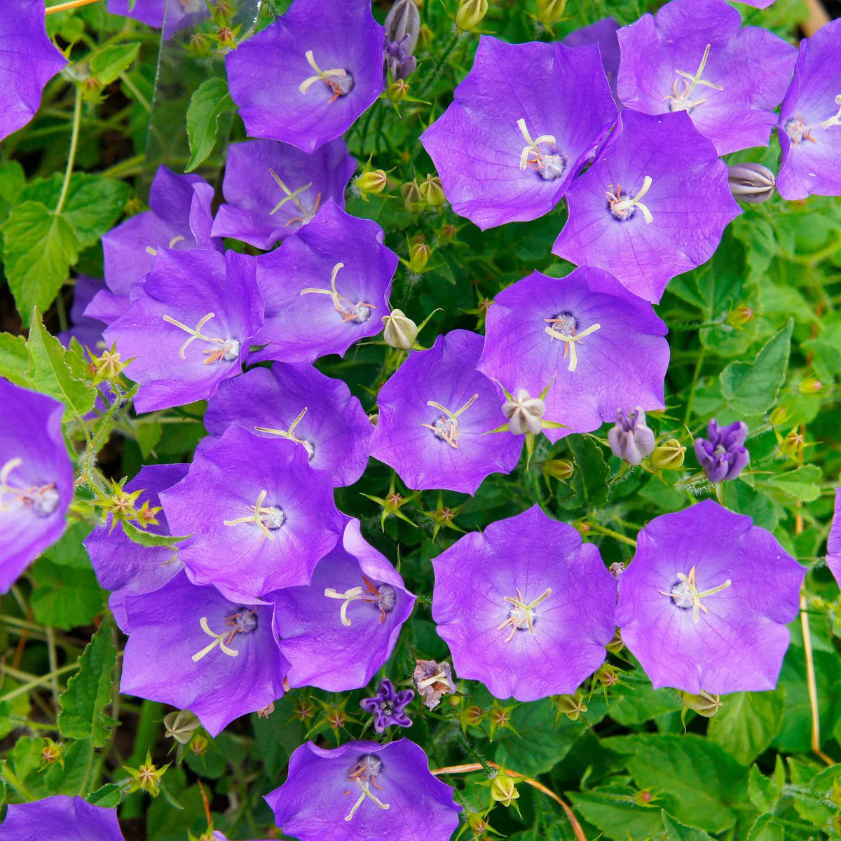 Campanule des Carpates - Campanula carpatica - Bakker
