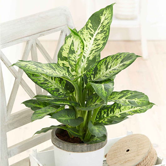 Dieffenbachia 'Sublime' - Bakker